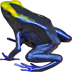 Lorenzo Dart Frog